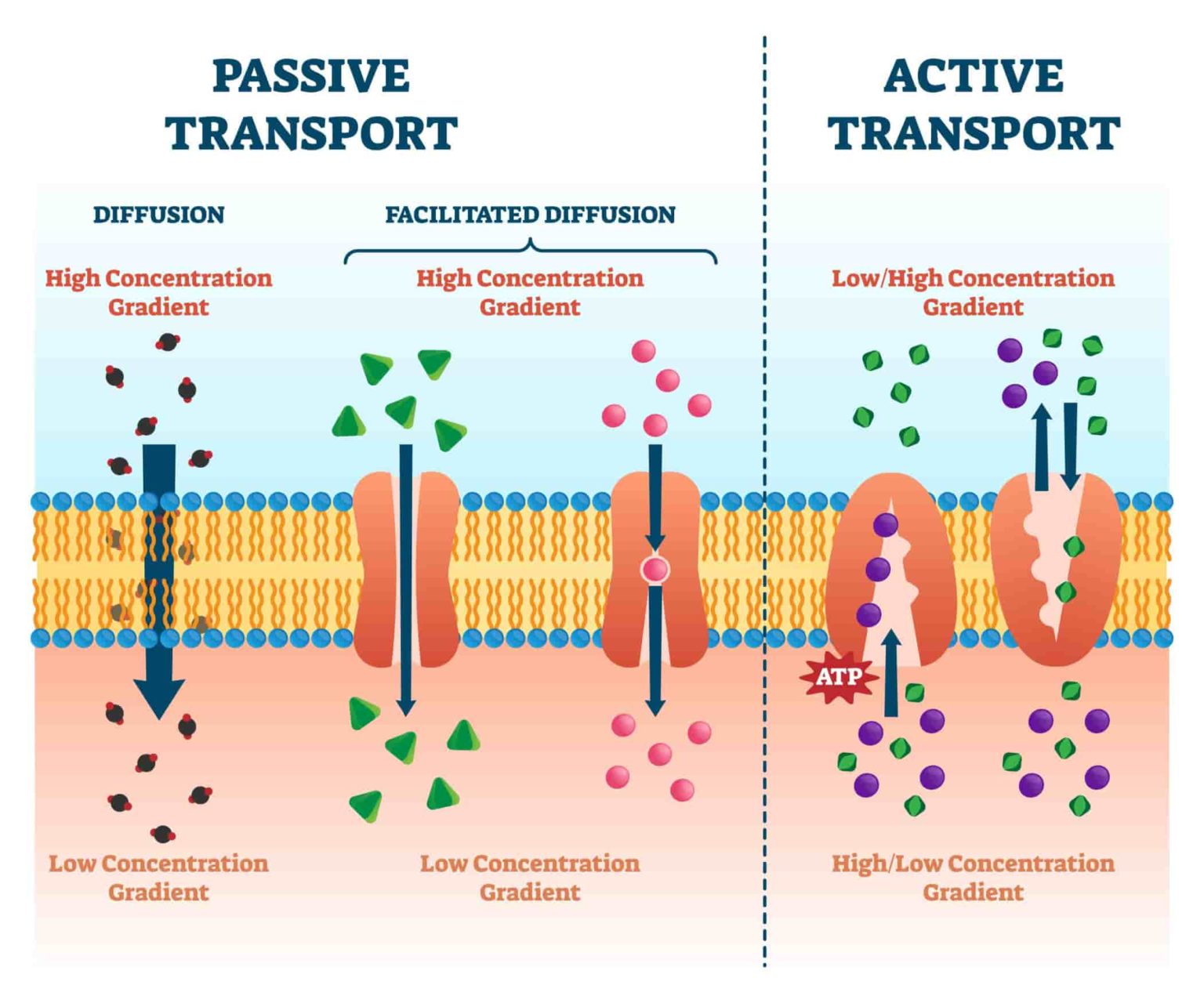 What Are The 3 Types Of Active Transport And How Do They Differ ...