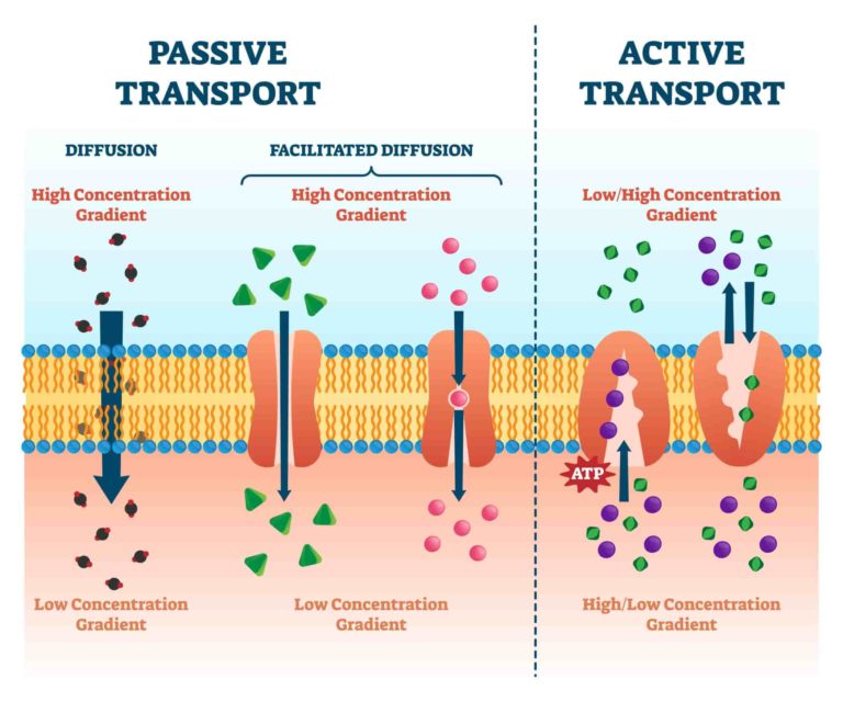 case study cellular transport